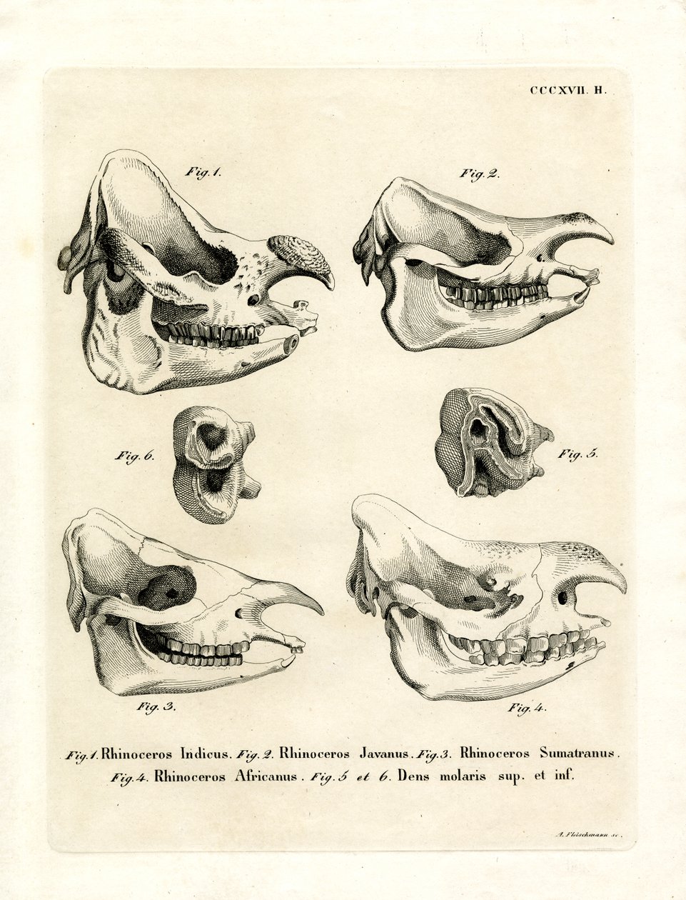 Rhino Skulls (barevné rytí) od German School