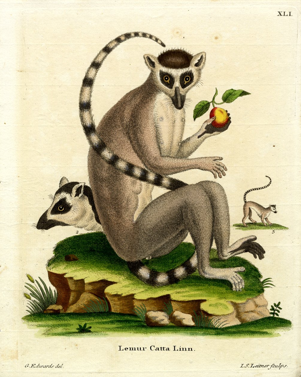 Lemur kata (barevná rytina) od German School