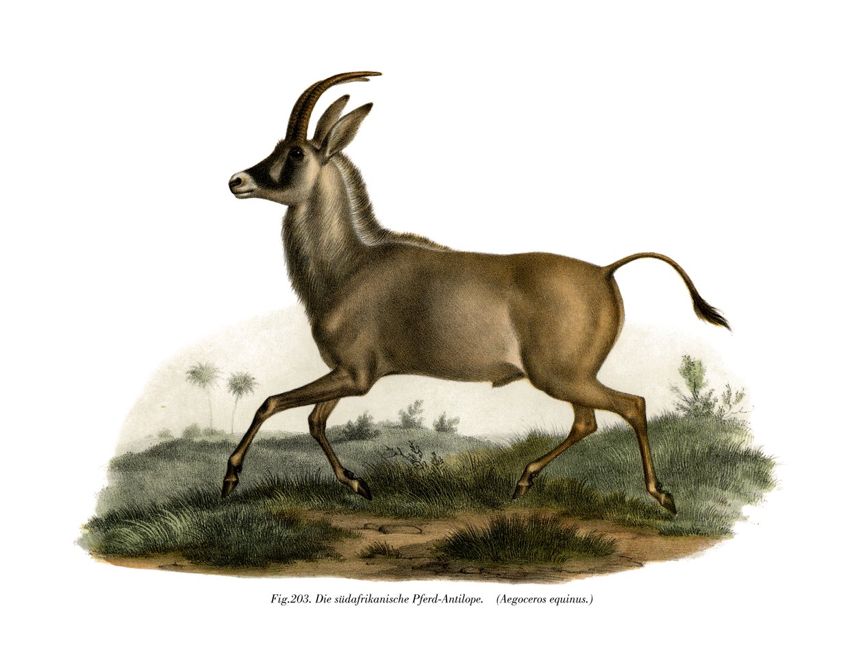 Roan Antelope, 1860 od German School