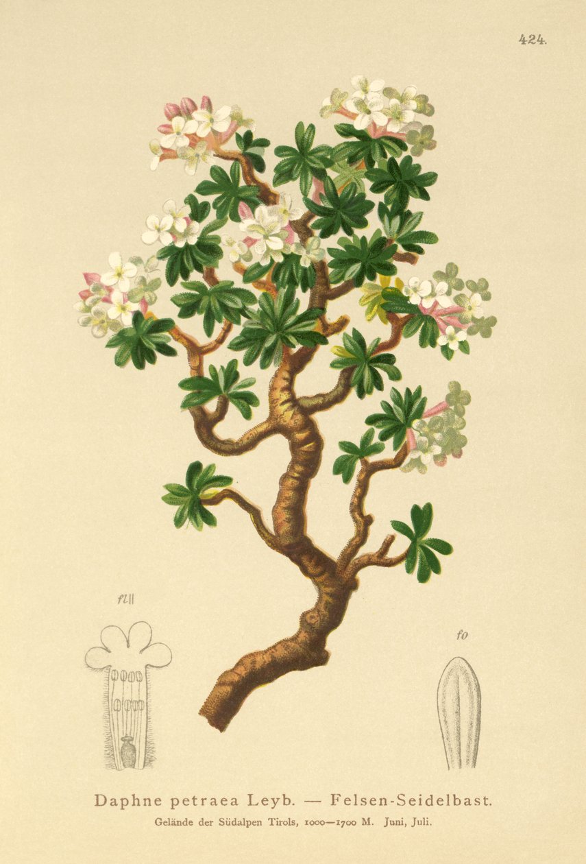 Rock Daphne (Daphne petraea, Daphne rupestris) od German School