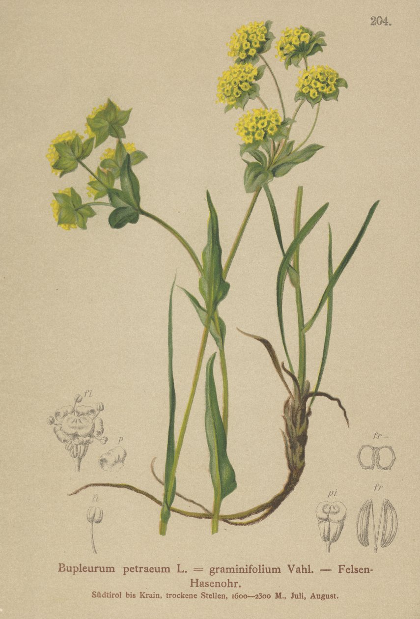 Ucho zajíce skalního (Bupleurum petraeum, Bupleurum graminifolium) od German School