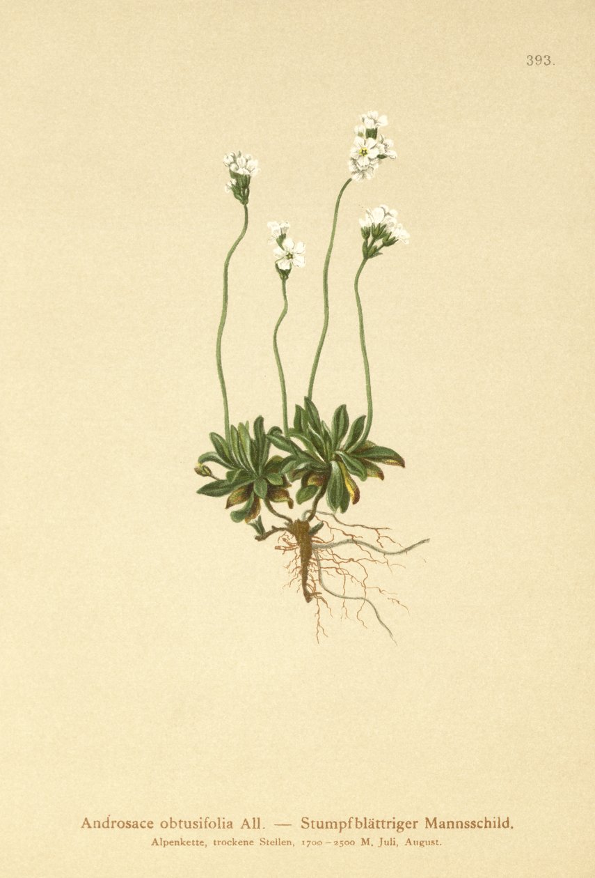 Jasmín skalní (Androsace obtusifolia) od German School