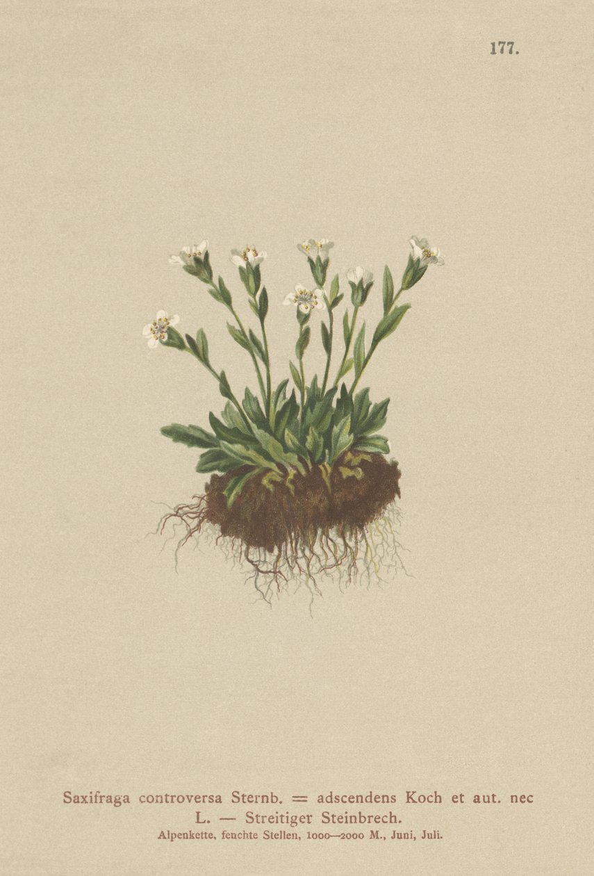 Lomikámen skalní (Saxifraga controversa, Saxifraga adscendens) od German School