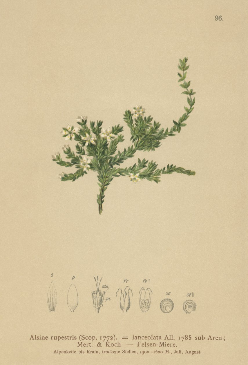 Zašívačka skalní (Alsine rupestris, Alsine lanceolata, Minuartia rupestris) od German School