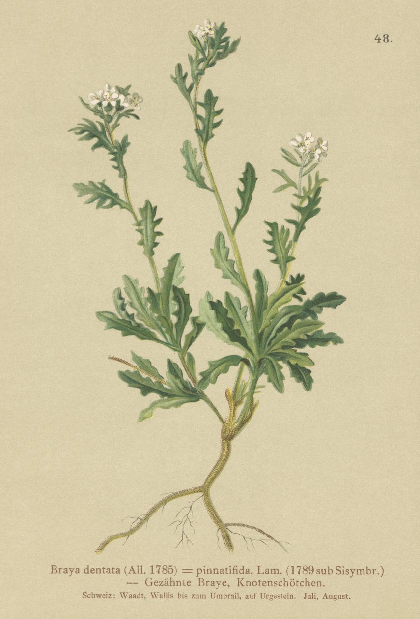 Řeřicha skalní (Braya dentata, Braya pinnatifida, Murbeckiella pinnatifida, Arabette pennatifida, Grass Cornacchia pennatifida) od German School