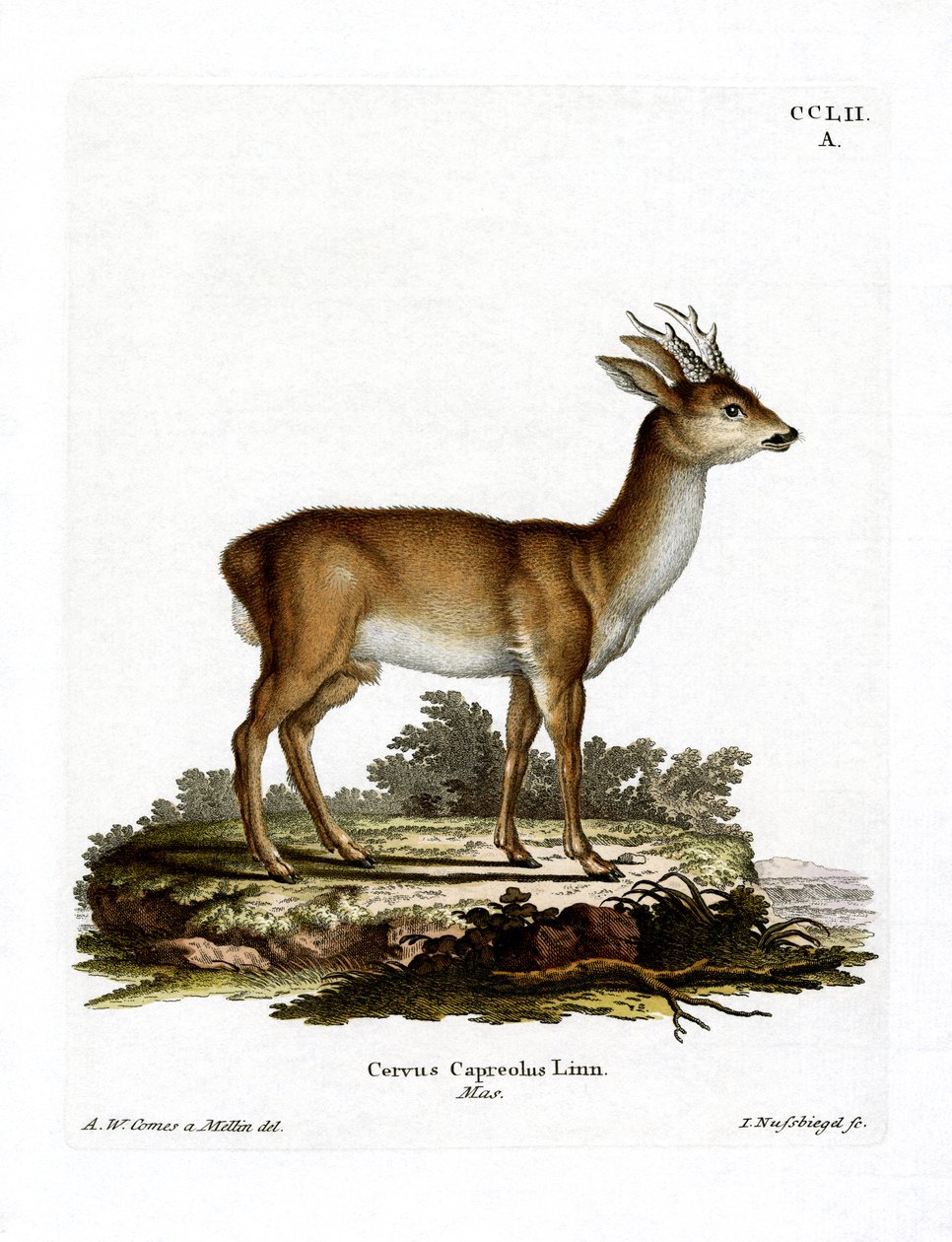 Roe Deer (barevné rytí) od German School