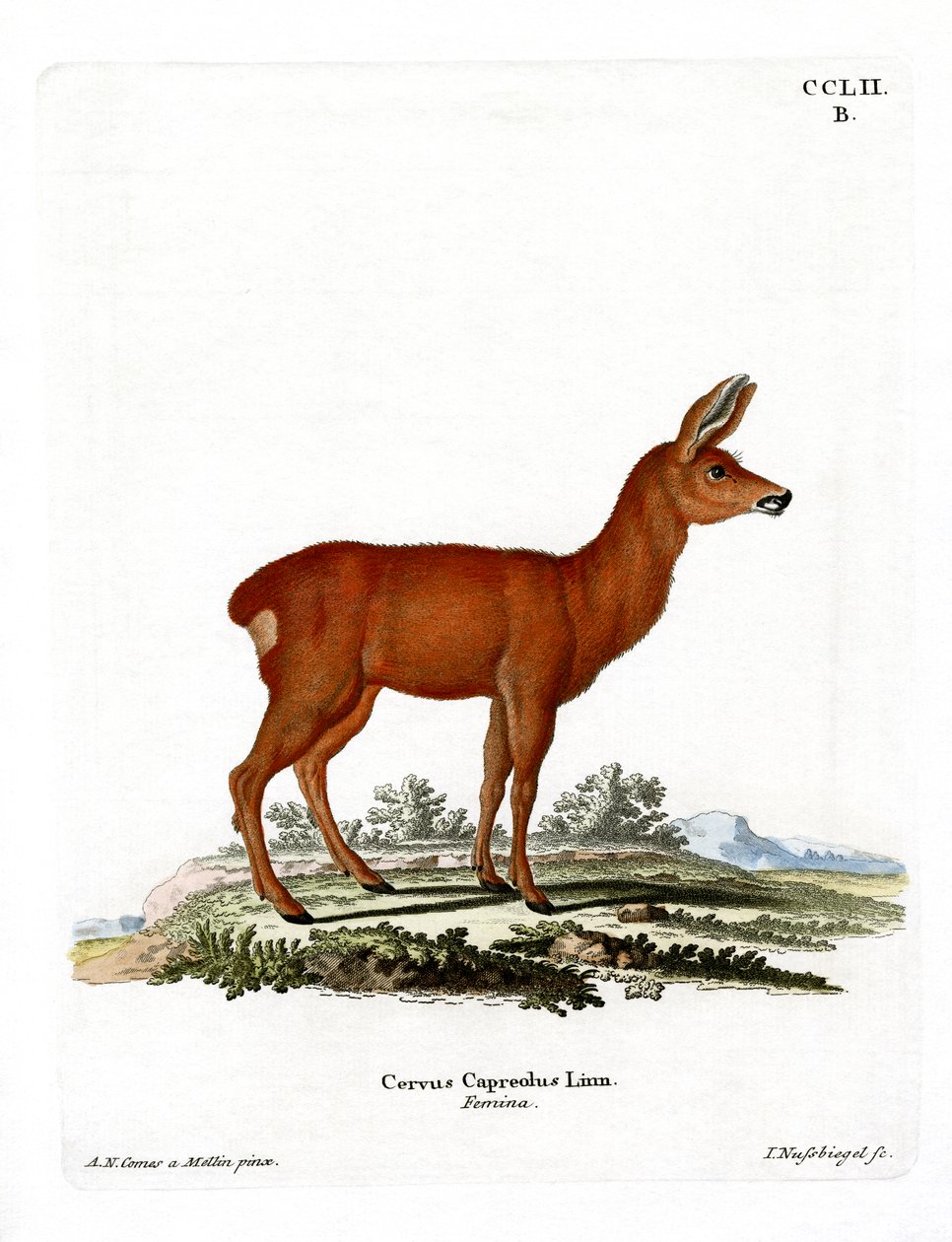 Roe Deer (barevné rytí) od German School