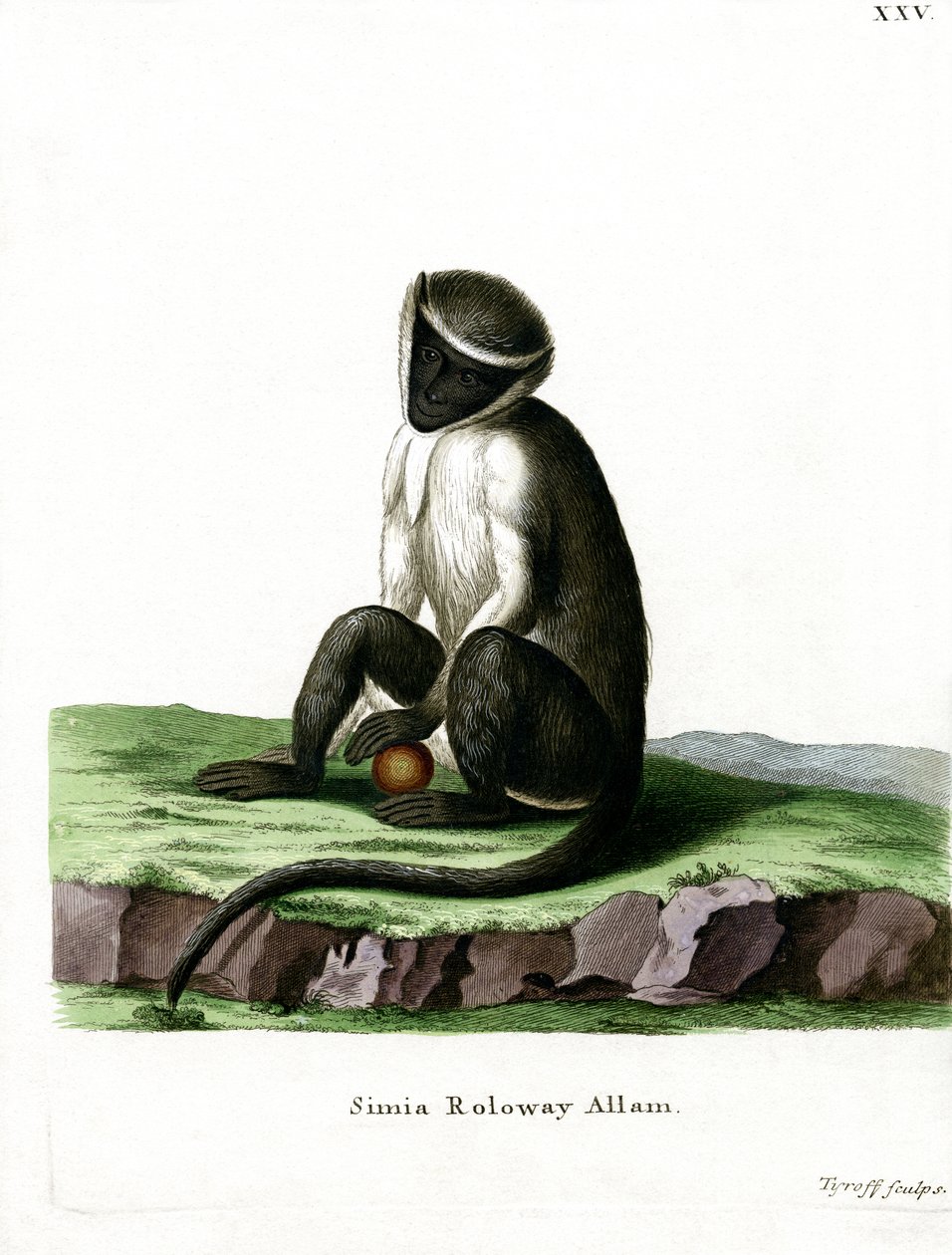 Roloway Guenon (barevná rytina) od German School