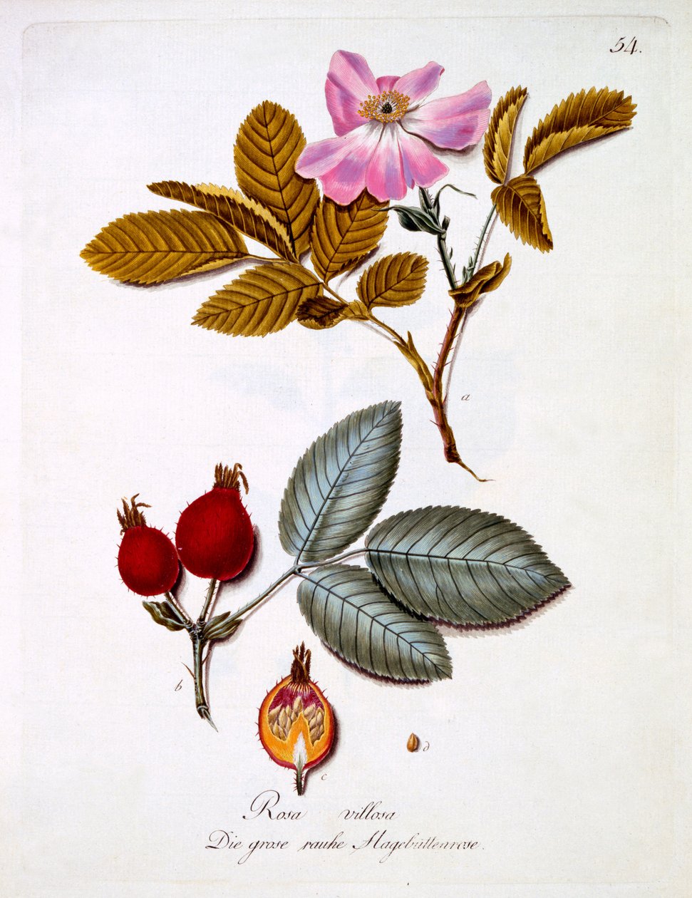 Rosa villosa, ilustrace z knihy německých divokých květin od Johanna Daniela von Reittera, vydaná kolem roku 1803-5 od German School