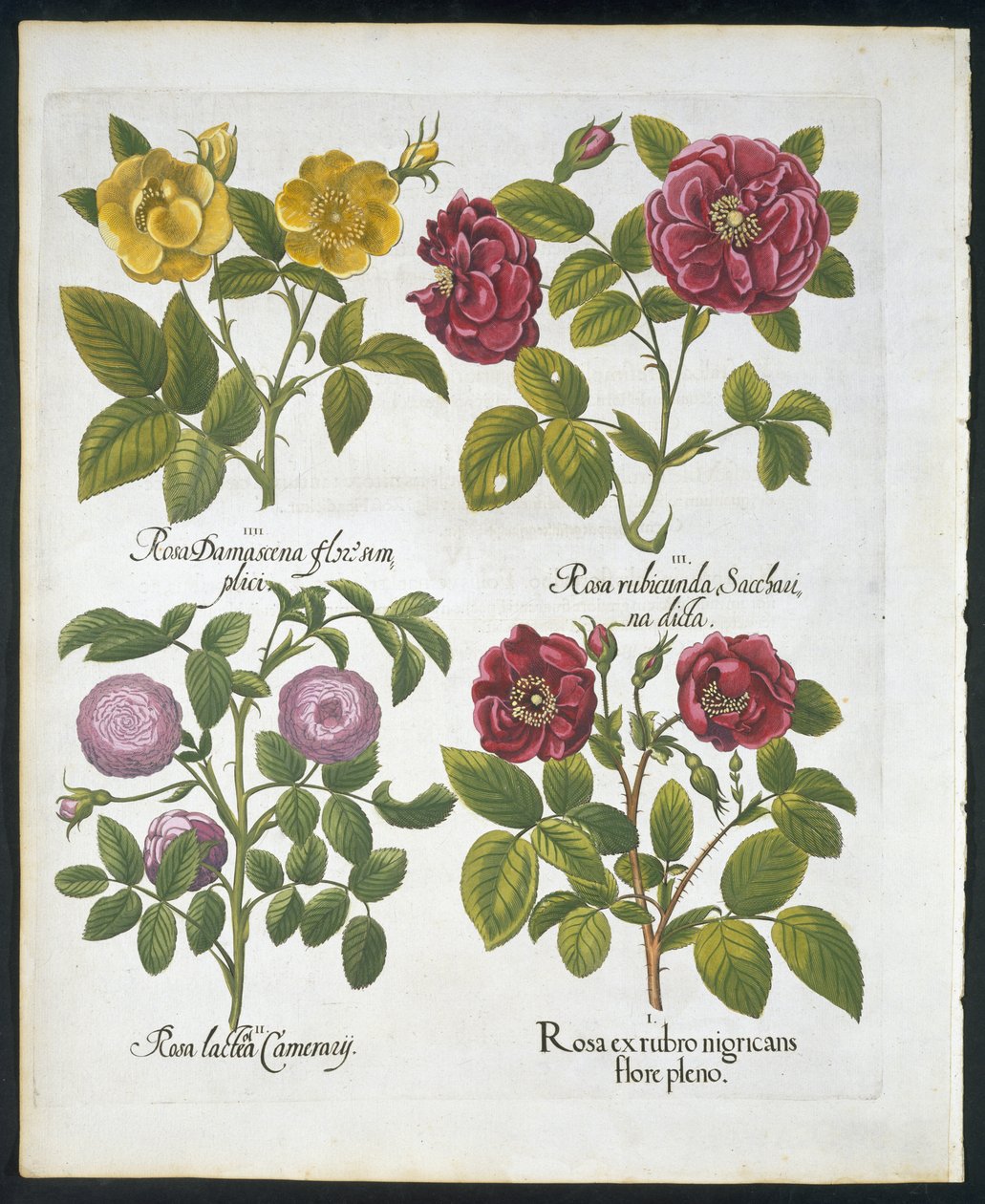 Růže, deska 96 z Hortus Eystettensis od Basila Beslera (1561-1629) hospoda 1613 (ručně kolorovaná rytina) od German School