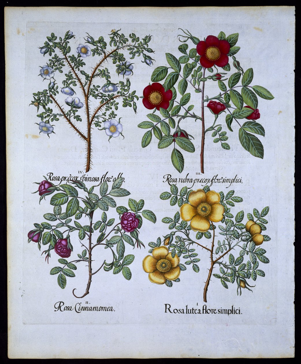 Růže, talíř 98 z hospody Hortus Eystettensisby Basil Besler (1561-1629). 1613 (ručně kolorovaná rytina) od German School