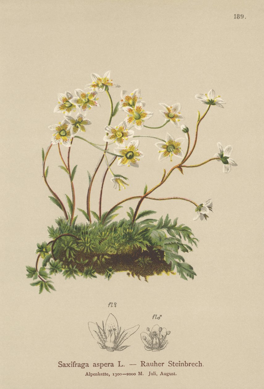 Lomikámen hrubý (Saxifraga aspera) od German School
