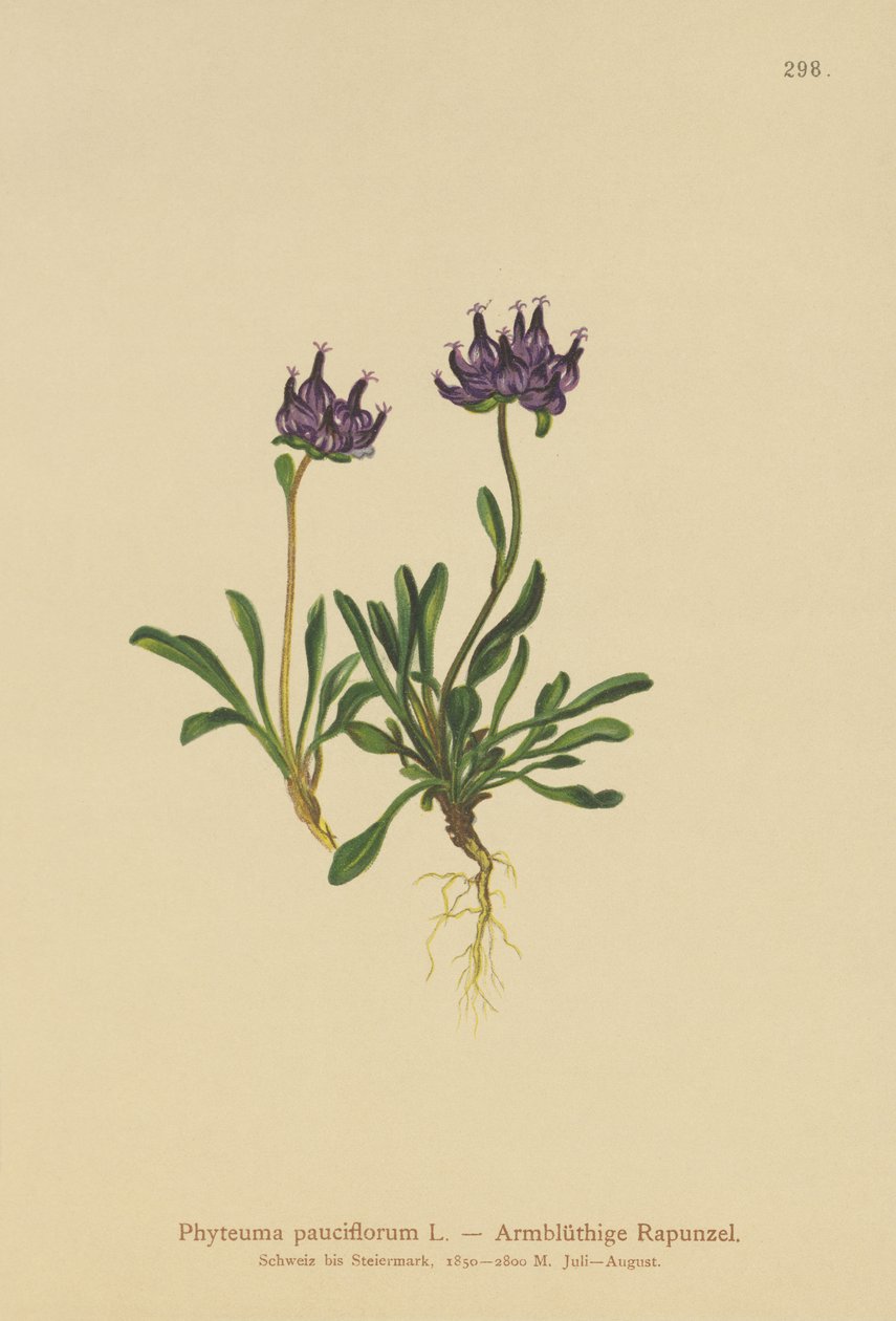 Rampion kulatý (Phyteuma pauciflorum, Rapunculus pauciflorus, Phyteuma globulariifolium) od German School