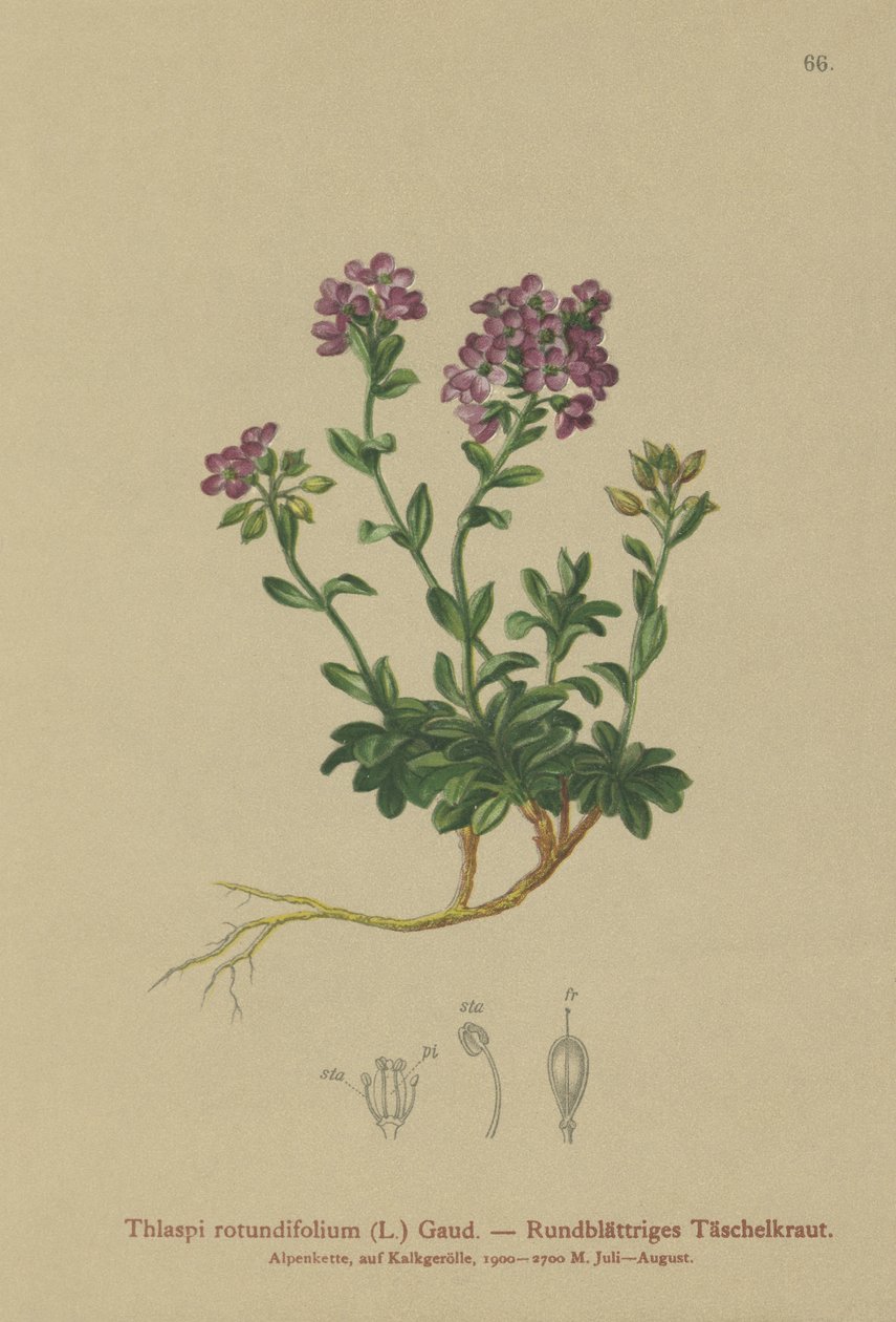 Pérák okrouhlolistý (Thlaspi rotundifolium, Noccaea rotundifolia, Thlaspi cepaeifolium subsp. rotundifolium) od German School
