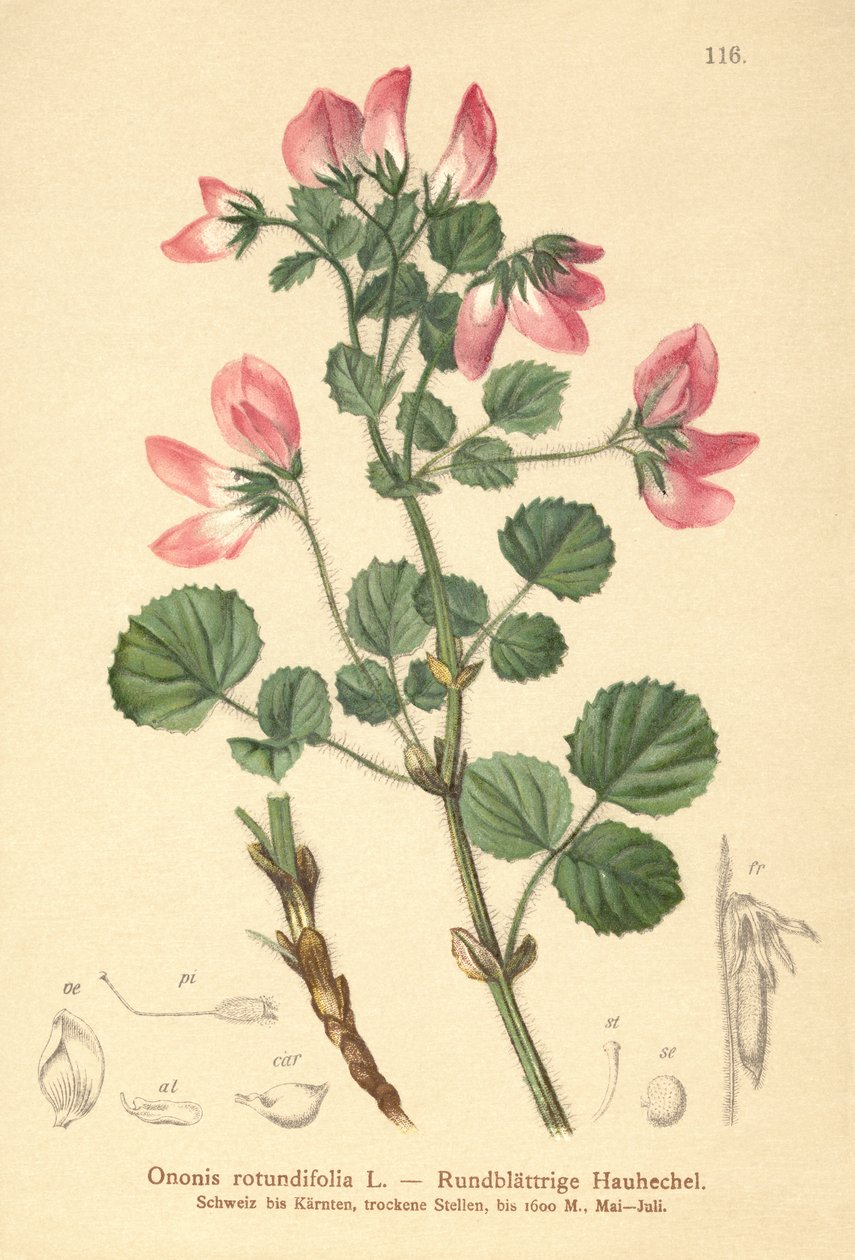 Jehlice okrouhlolisté (Ononis rotundifolia, Ononis tribracteata) od German School