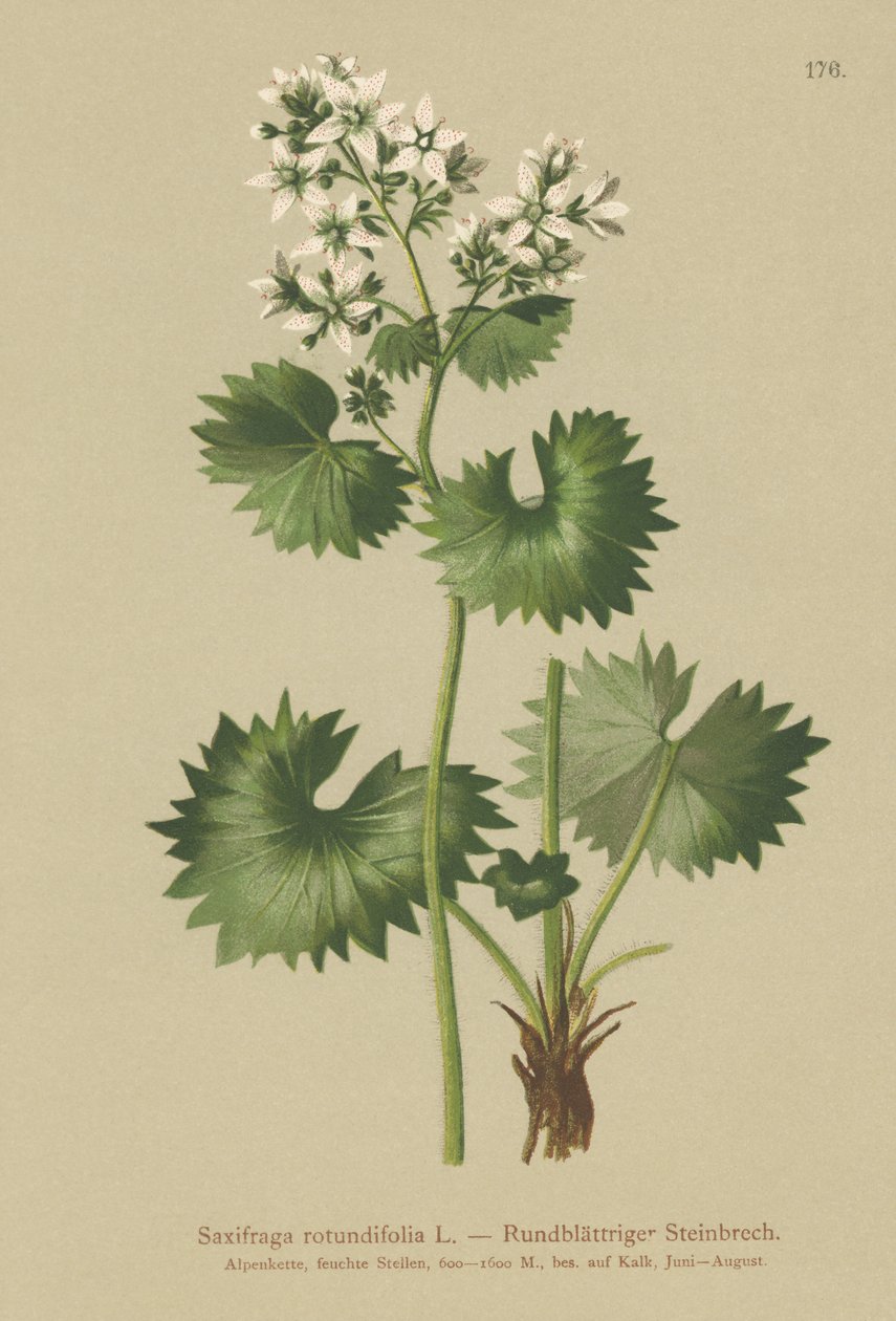 Lomikámen okrouhlolistý (Saxifraga rotundifolia) od German School
