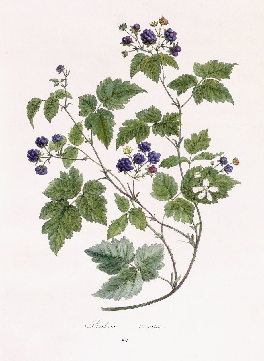 Rubus caesius od German School