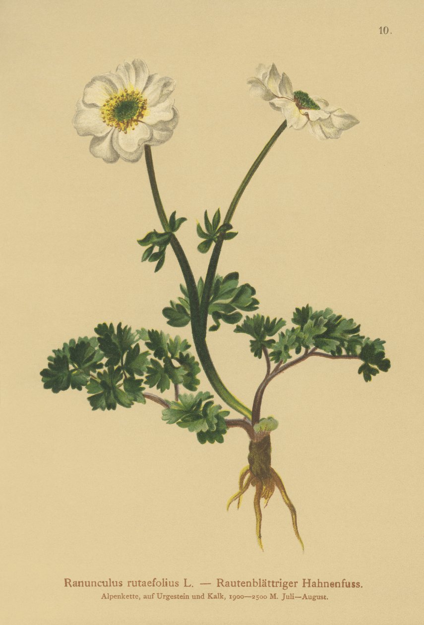 Rue leafed Crowfoot (Ranunculus rutaefolius) od German School