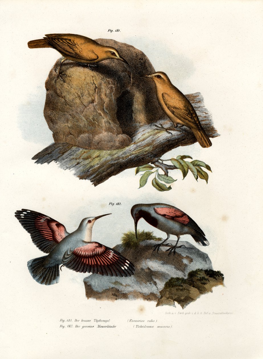 Rufous Hornero, 1864 od German School