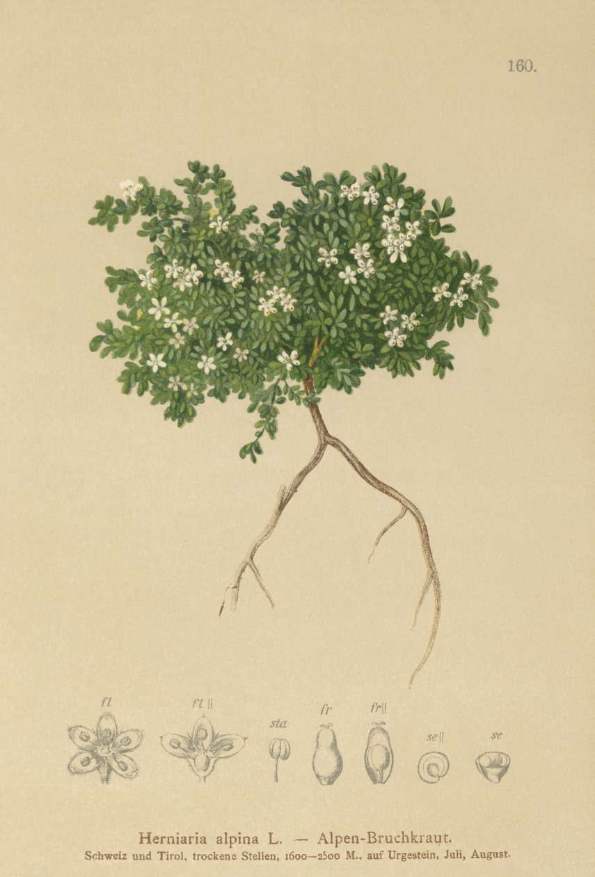 Ruptura (Herniaria alpina, Herniaria ciliolata) od German School