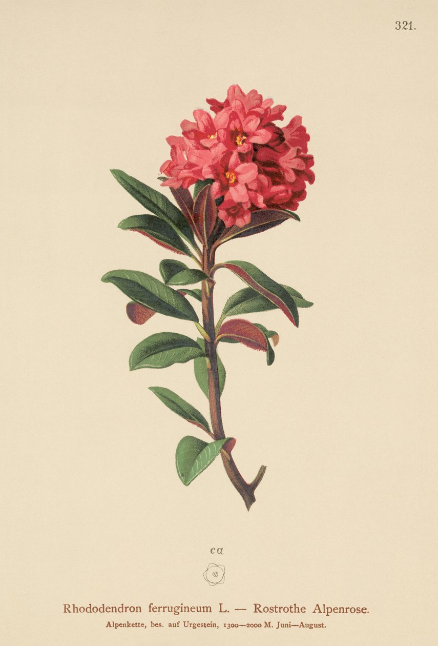 Alpenrose rezavolistá (Rhododendron ferrugineum) od German School