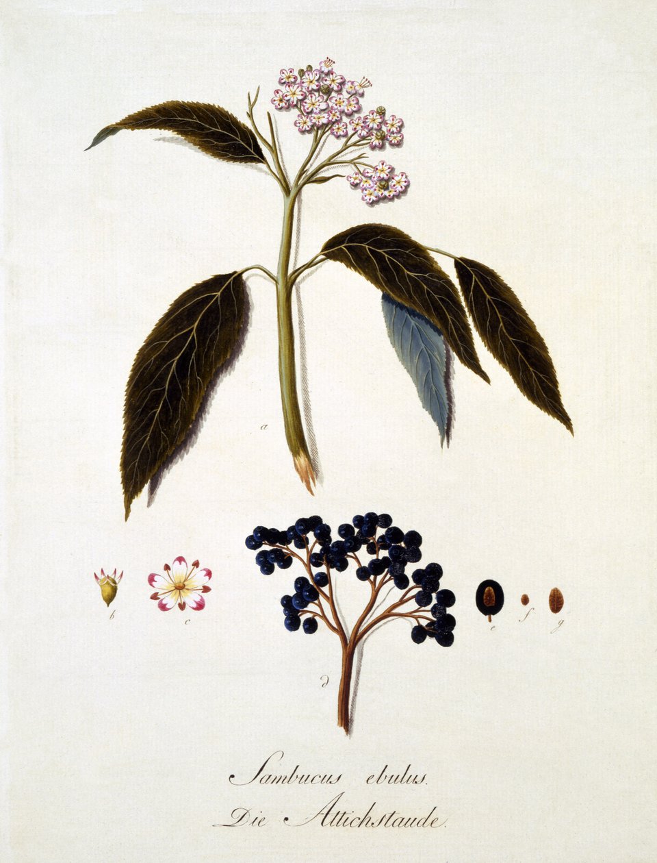 Sambucus Ebulus, z „Obsáhlé práce o všech druzích dřeva“ od Johanna Daniela von Reittera, vydané 1803-05 (barevná rytina) od German School