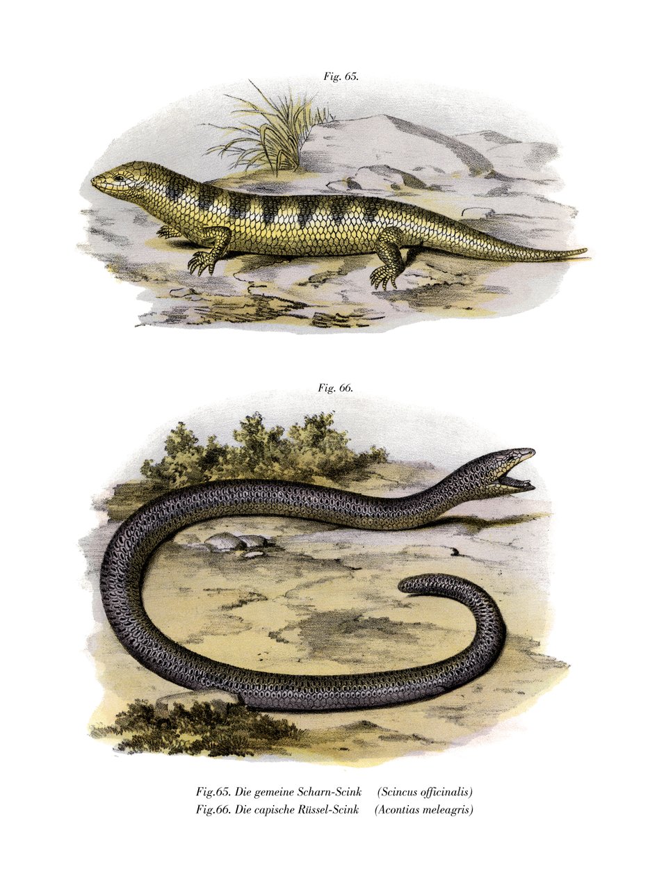 Sandfish Skink (barva litho) od German School