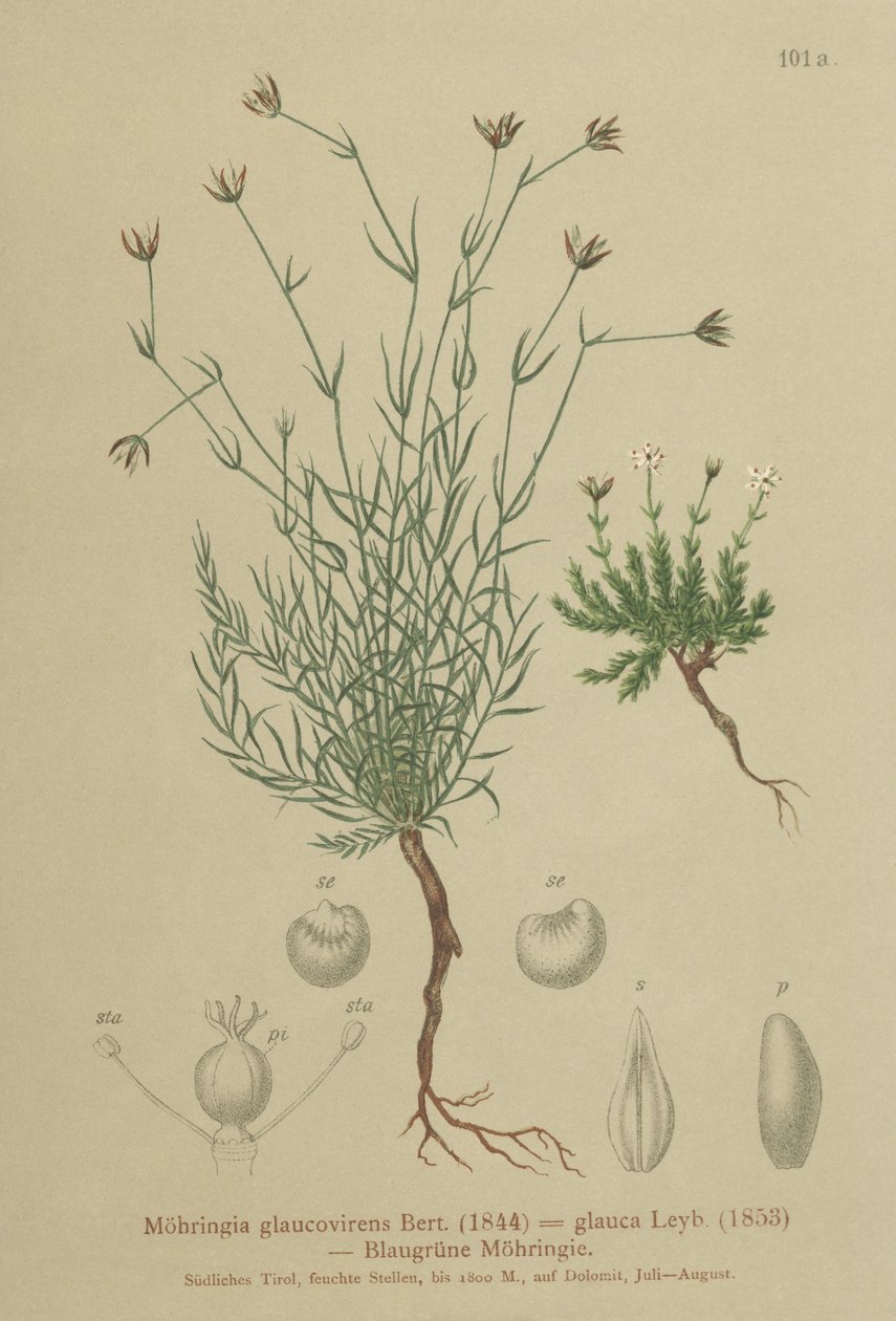 Sandwort (Moehringia glaucovirens, Möhringia glaucovirens, Möhringia glauca, Moehringia glauca, Arenaria glaucovirens) od German School