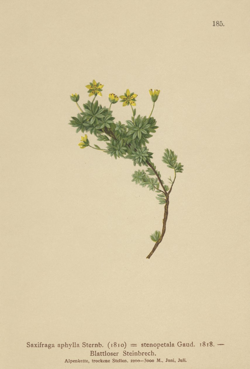 Saxifraga (Saxifraga aphylla, Saxifraga stenopetala) od German School