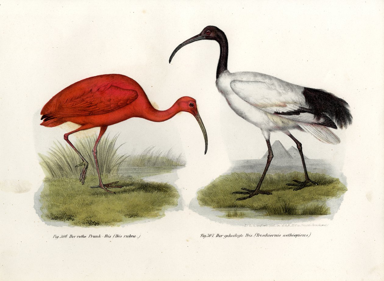 Ibis šarlatový, 1864 od German School