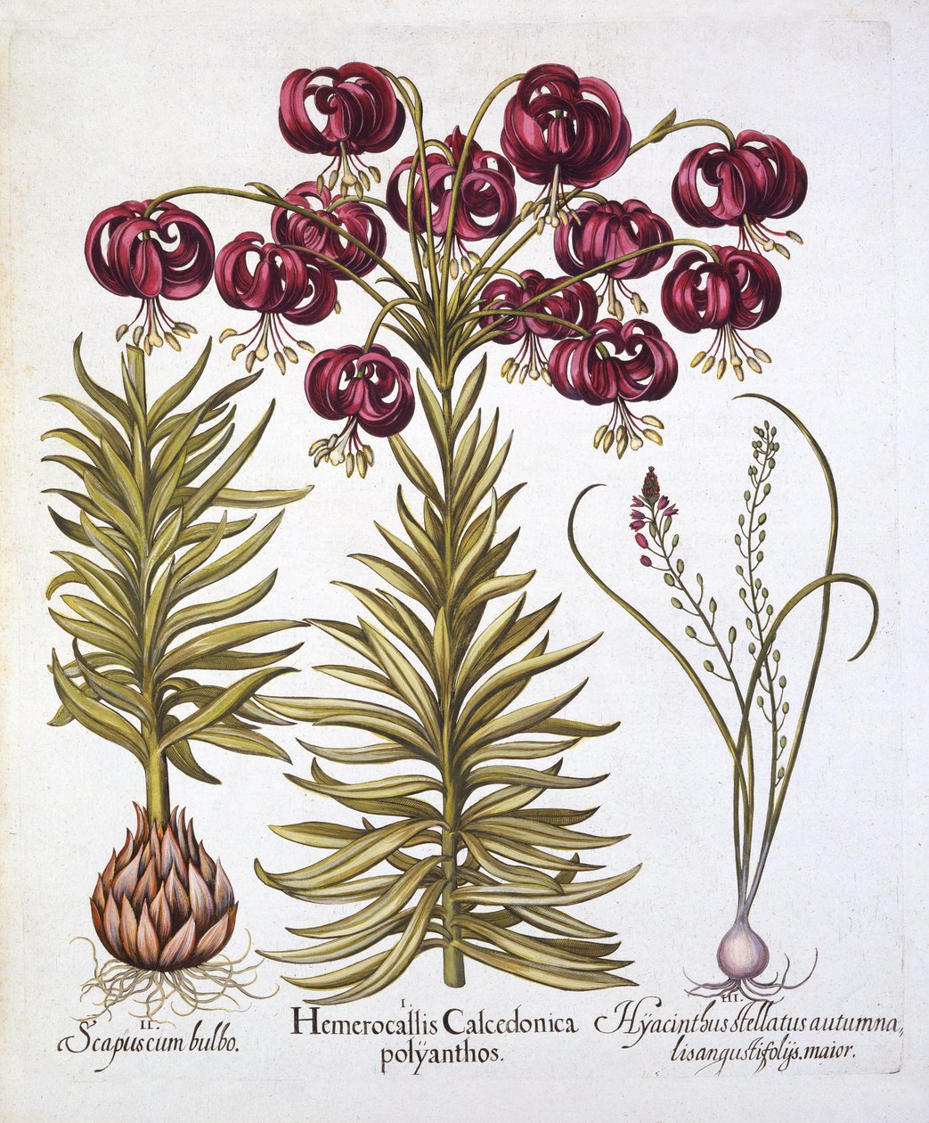 Scarlet Turks Cap Lily a Scilla Autumnalis, od Hortus Eystettensis, Basil Besler (1561-1629), hospoda. 1613 (ručně kolorovaná rytina) od German School