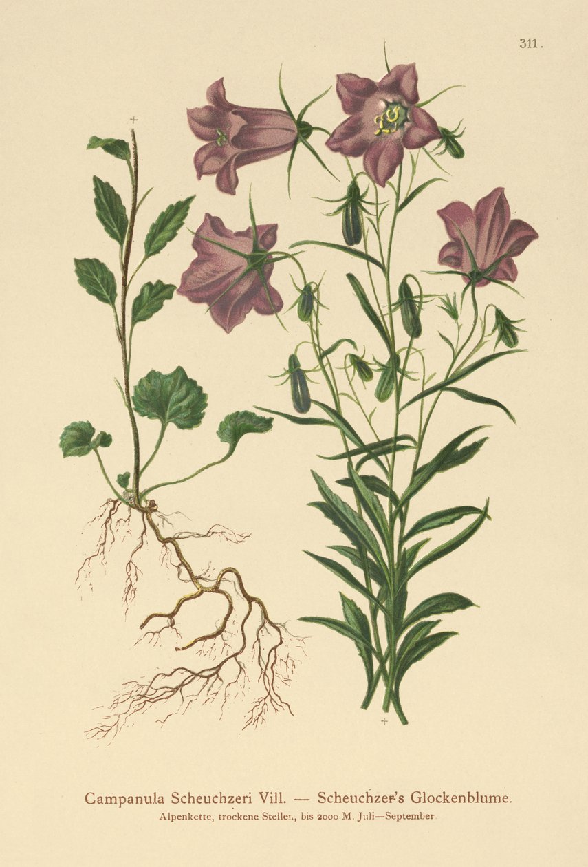 Scheuchzers Bellflower (Campanula Scheuzeri) od German School