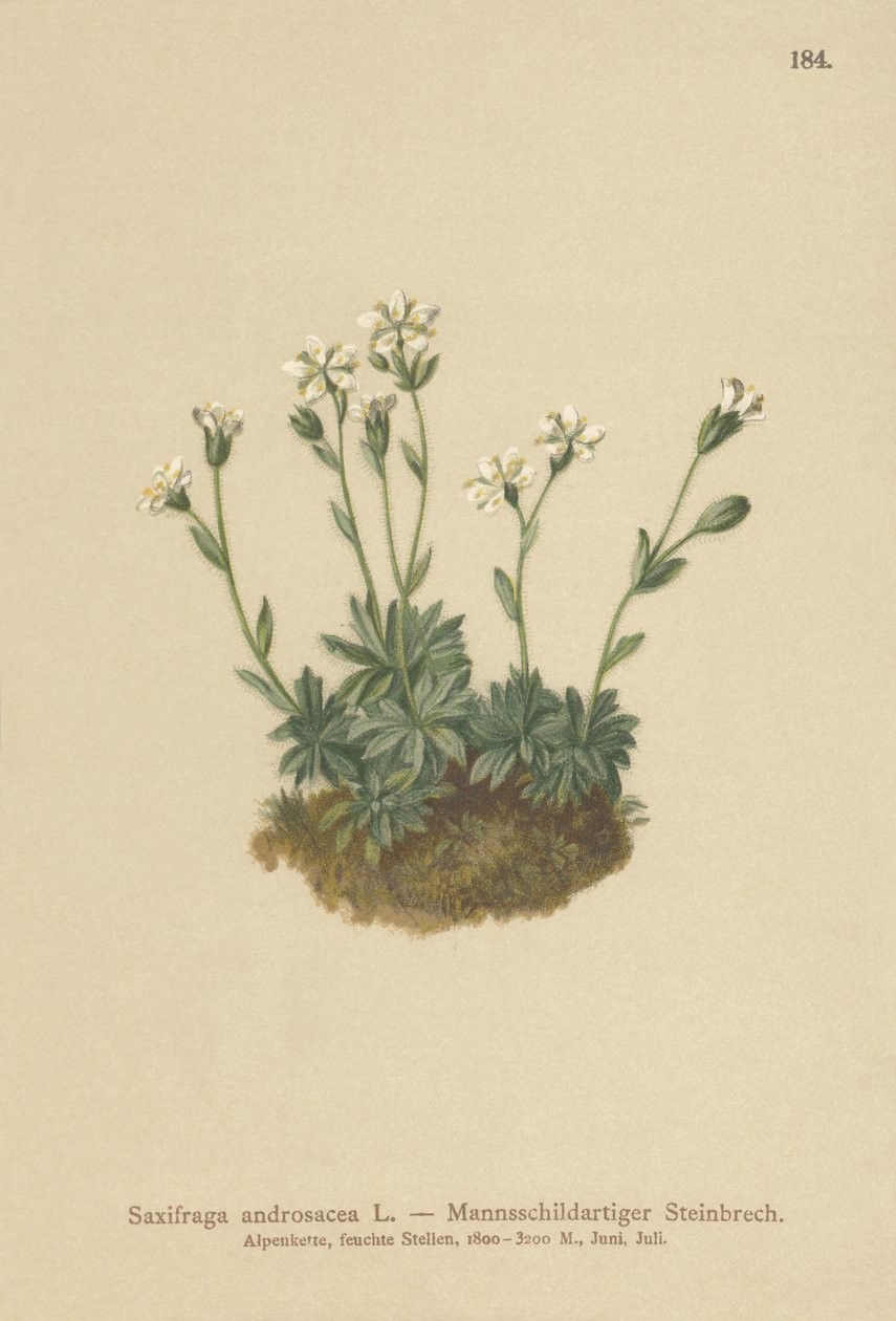 Lomikámen suti (Saxifraga androsacea) od German School