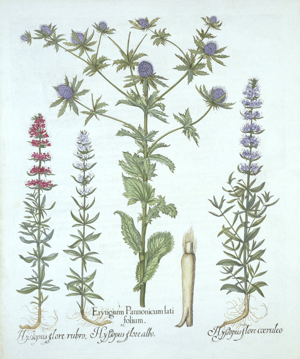 Cesmína mořská a tři druhy yzopu, od Hortus Eystettensis, Basil Besler (1561-1629), hospoda. 1613 (ručně kolorovaná rytina) od German School