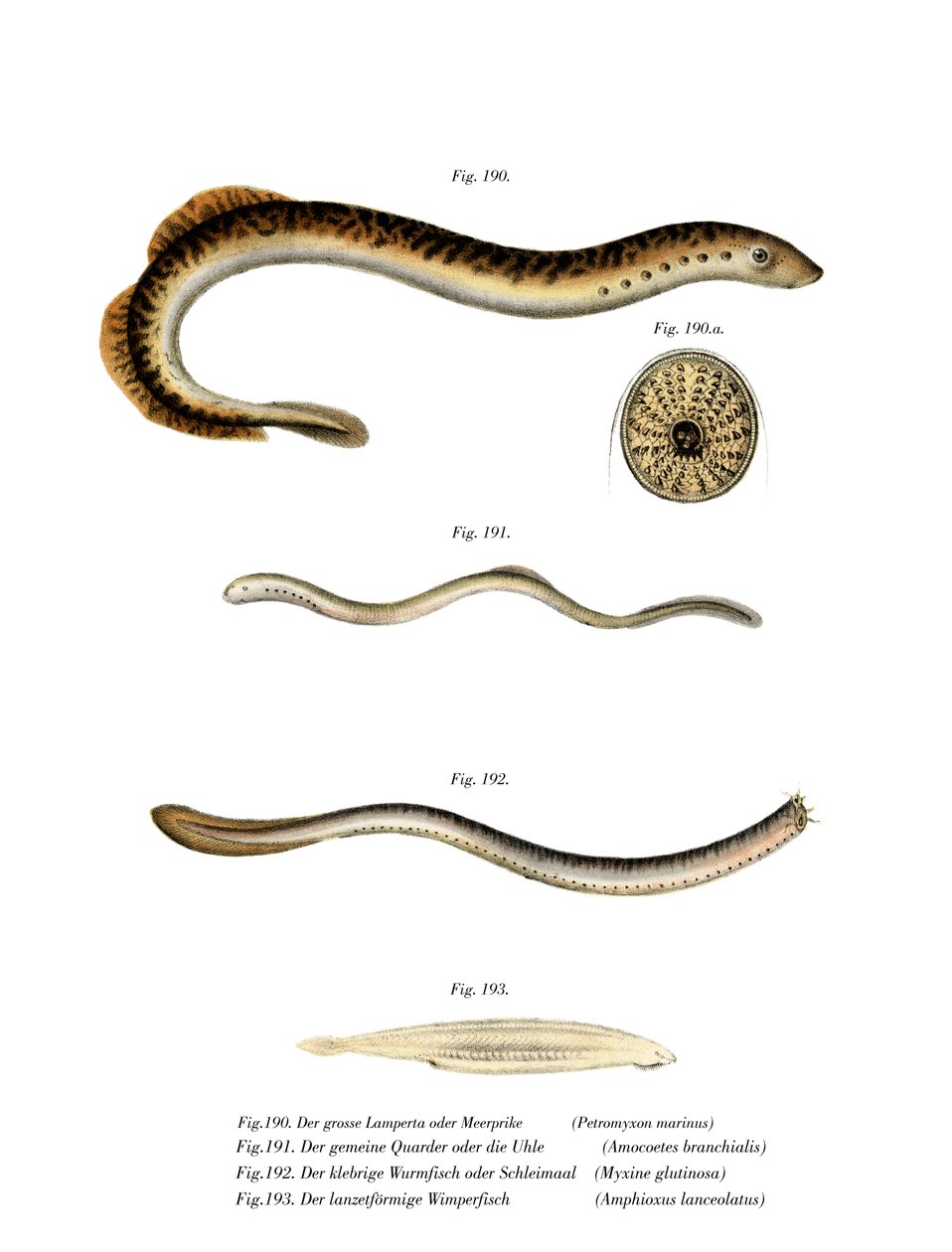 Sea Lamprey (barevné lito) od German School