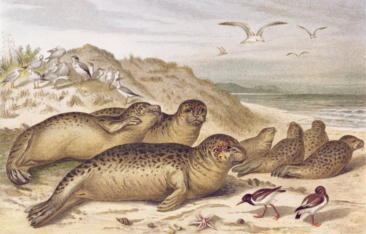 Pečeť, deska z Brehms Tierleben: Allgemeine Kunde des Tierreichs, sv. 2, s. 309, vydal Bibliographisches Institut, 1890 od German School