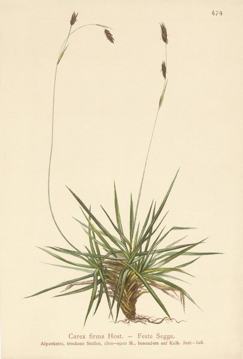 Ostřice (Carex firma) od German School