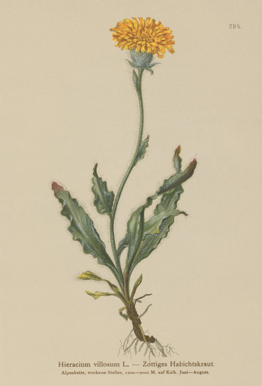 Jestřábník chlupatý (Hieracium villosum) od German School