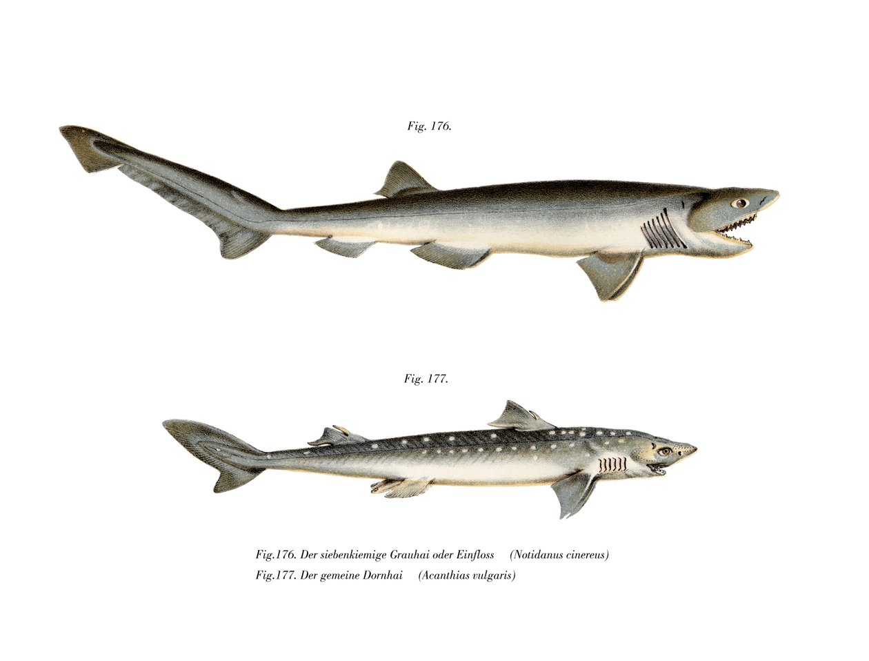 Sharpnose Sevengill Shark (barevná lito) od German School