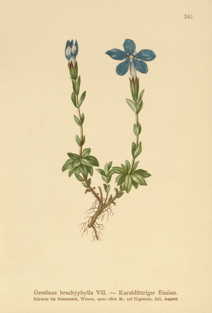 Hořec krátkolistý (Gentiana brachyphylla) od German School