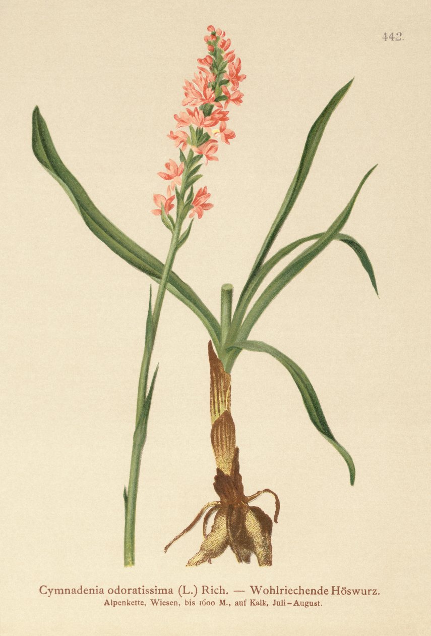 Orchidej vonná (Gymnadenia odoratissima) od German School