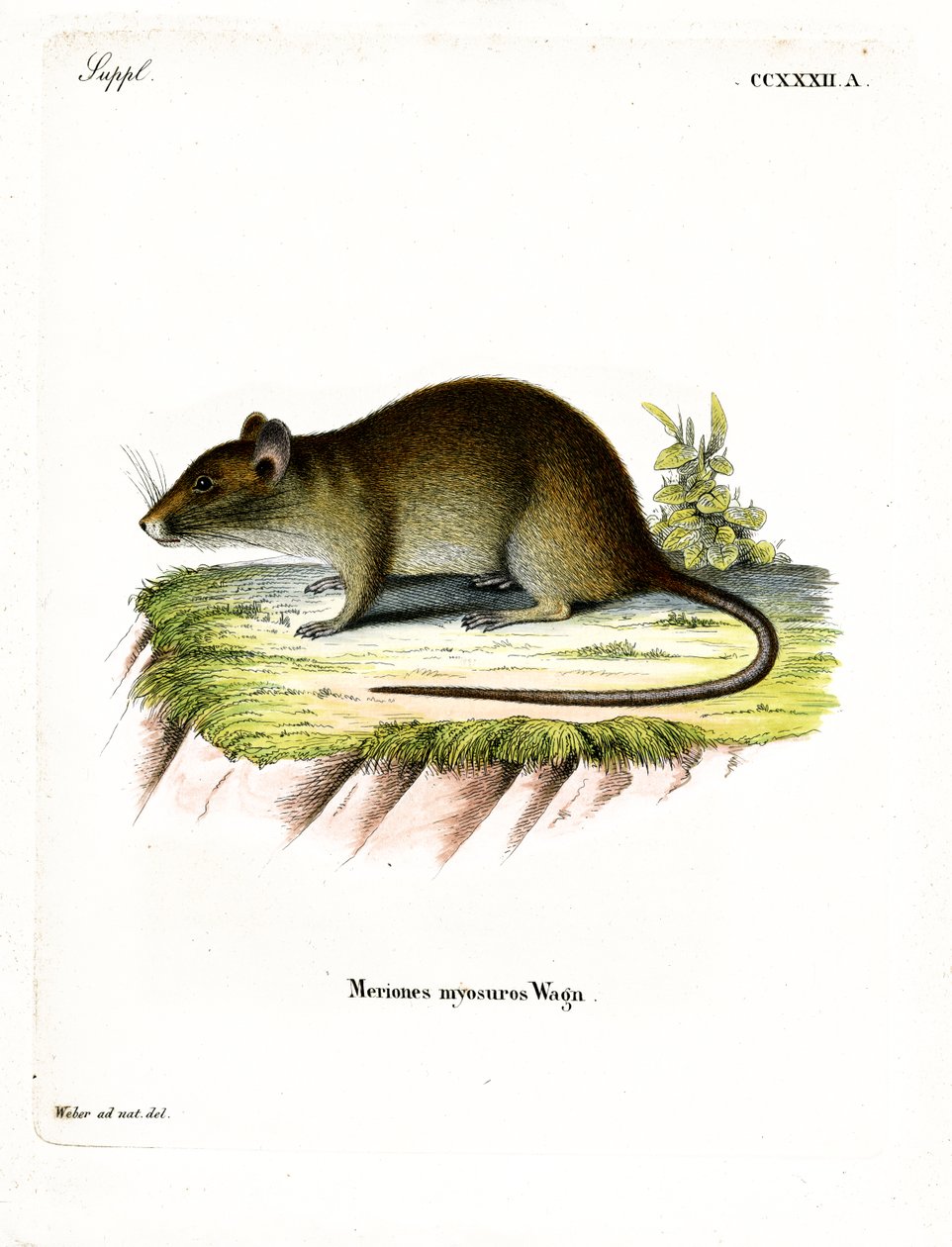 Krysa bandicoot krátkoocasá (barevné rytí) od German School