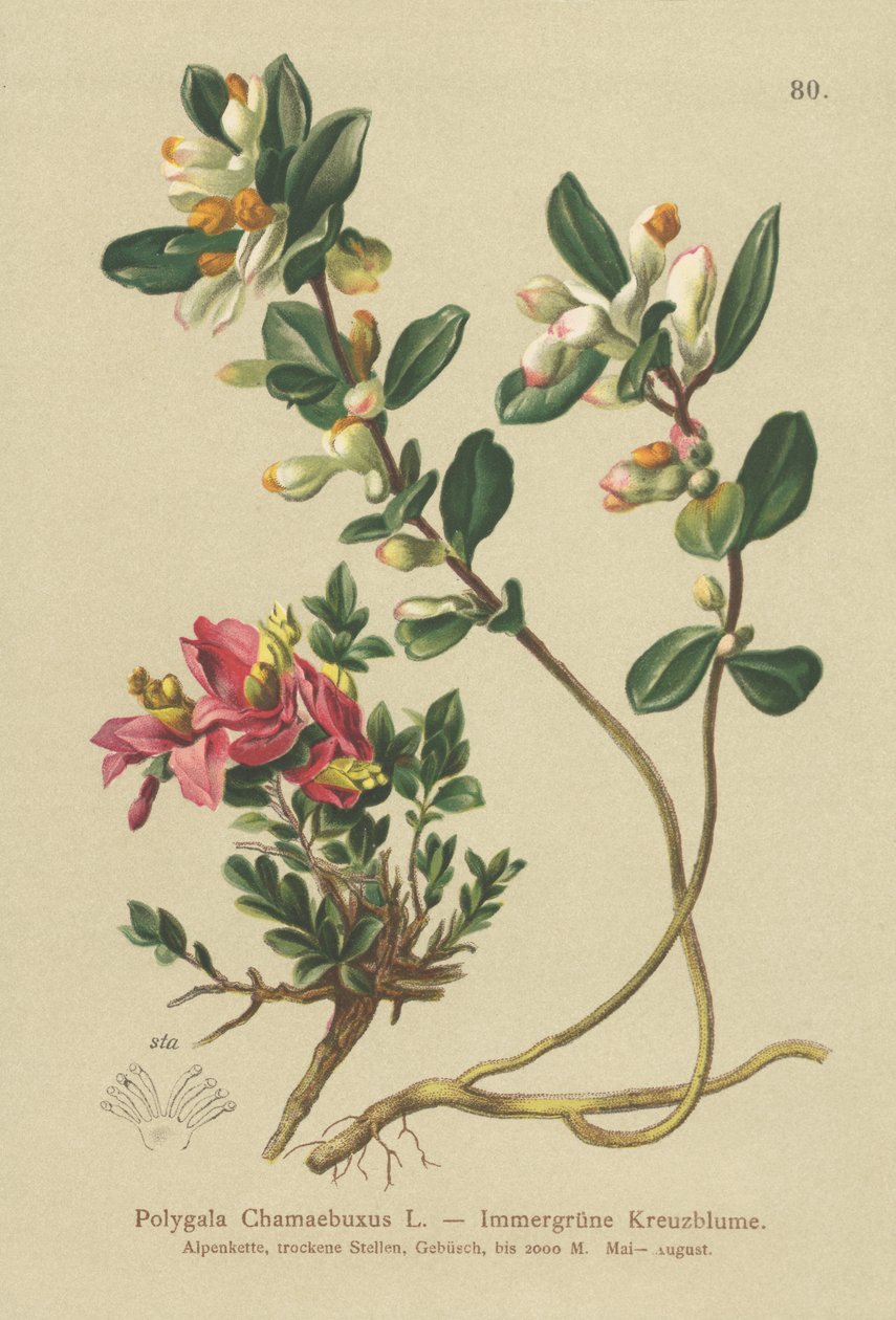 Mléčný keřovitý (Polygala Chamaebuxus) od German School