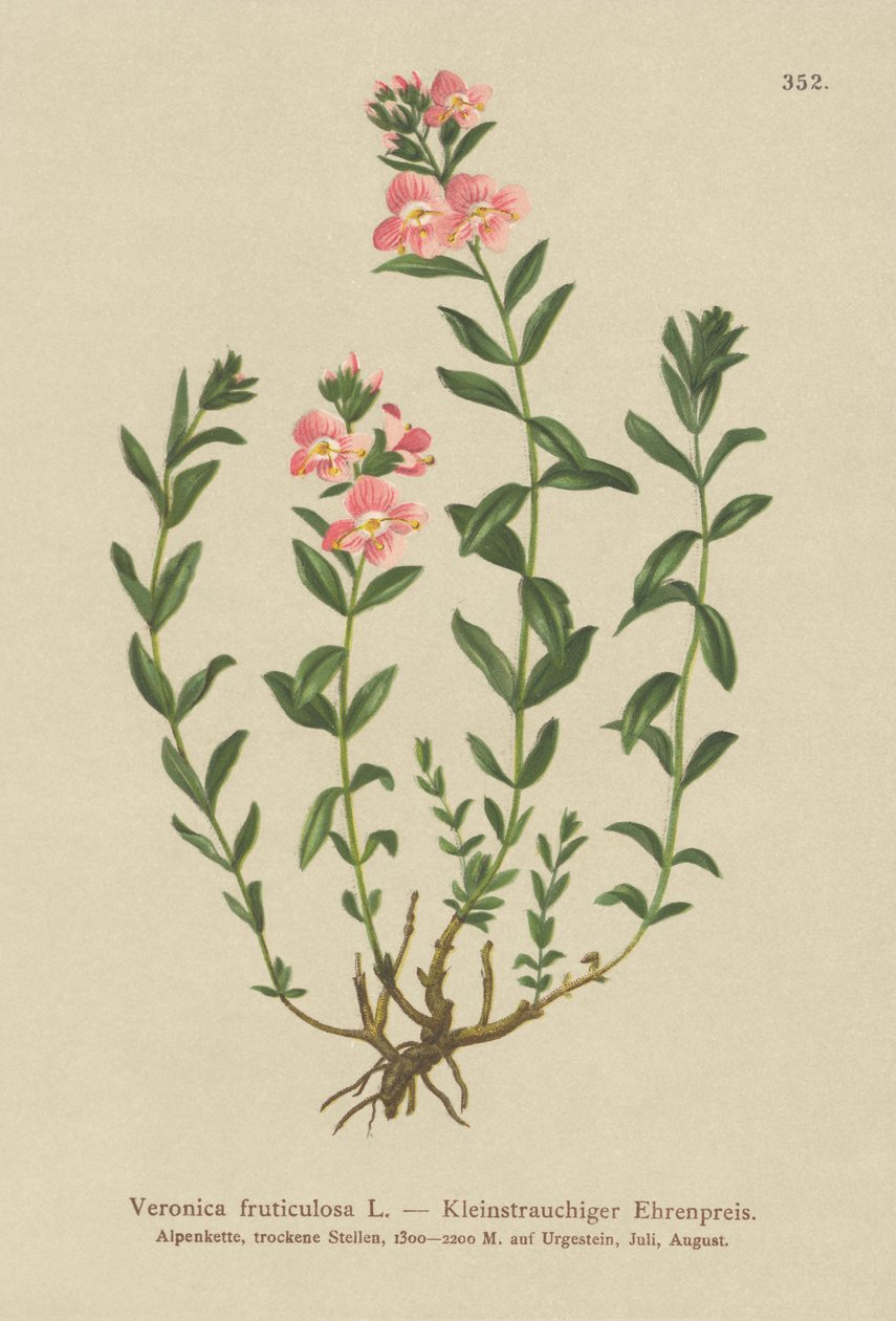 Rozrazil keřovitý (Veronica fruticulosa, Veronica frutescens) od German School