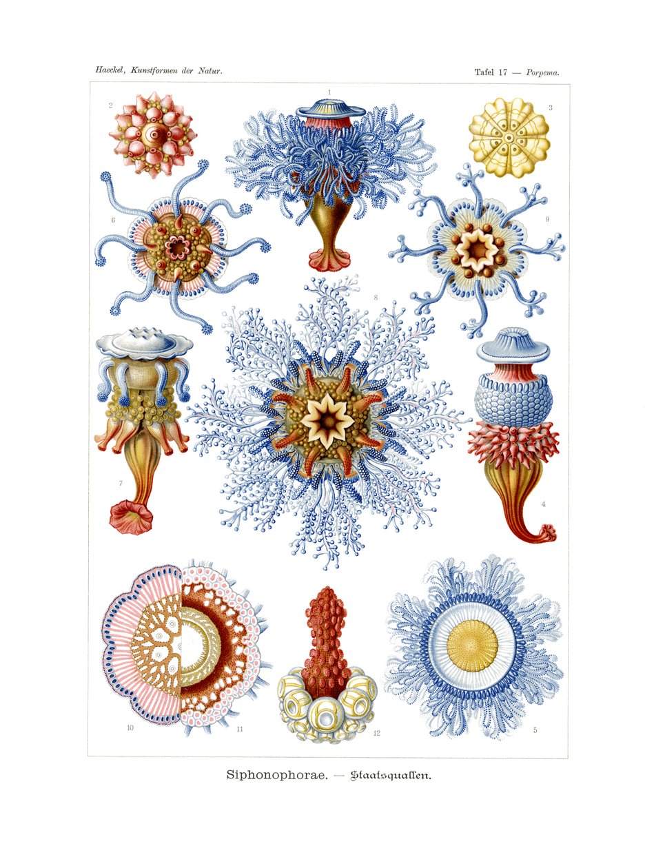 Siphonophorae, 1899-1904 od German School