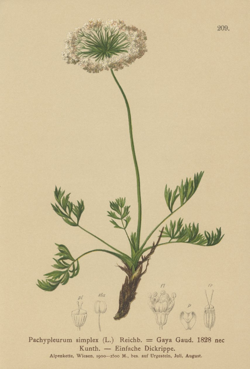 Libeček alpský (Pachypleurum mutellinoides, Pachypleurum simplex, Pachypleurum alpinum, Pachypleurum simplex, Neogaya simplex, Gaya simplex, Ligusticum simplex) od German School