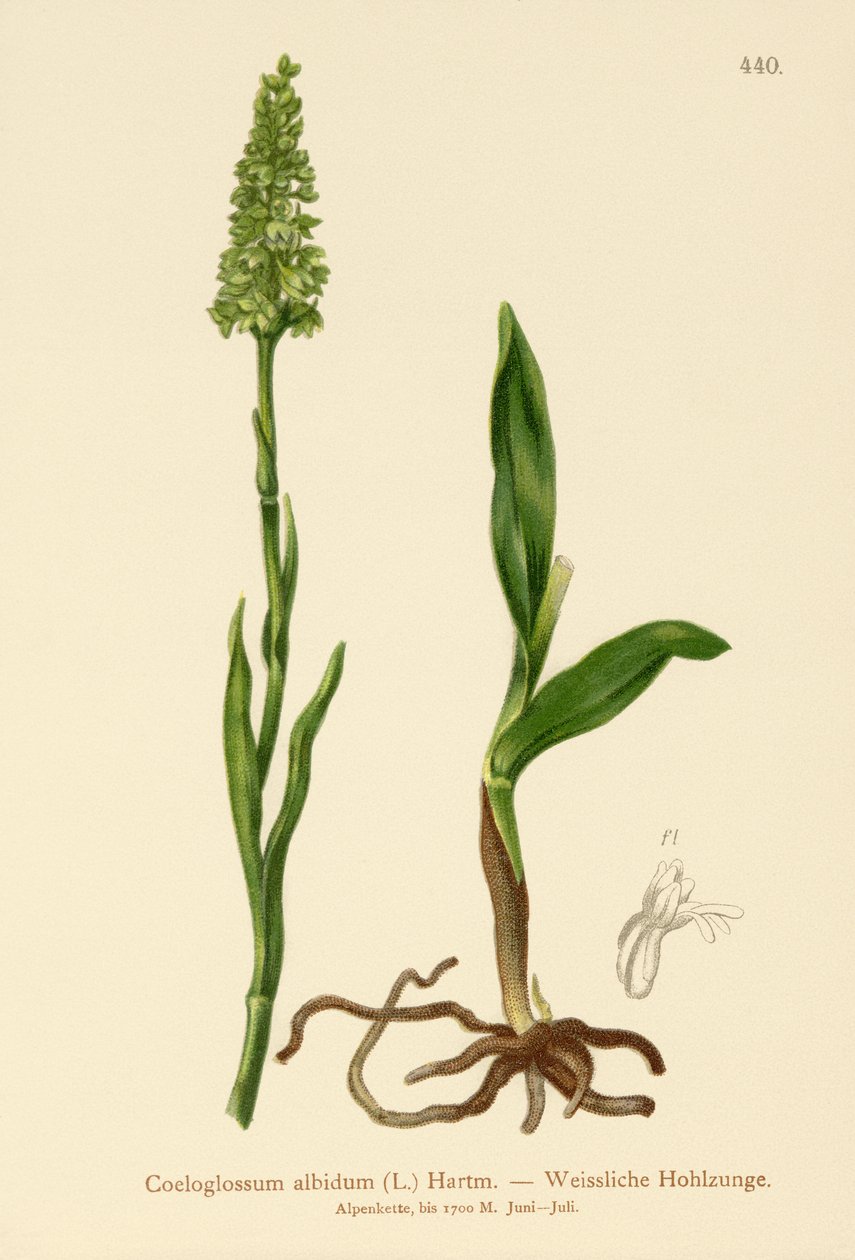 Malá bílá orchidej (Satyrium albidum, Coeloglossum albidum, Leucorchis albida, Bicchia albida, Pseudorchis albida) od German School