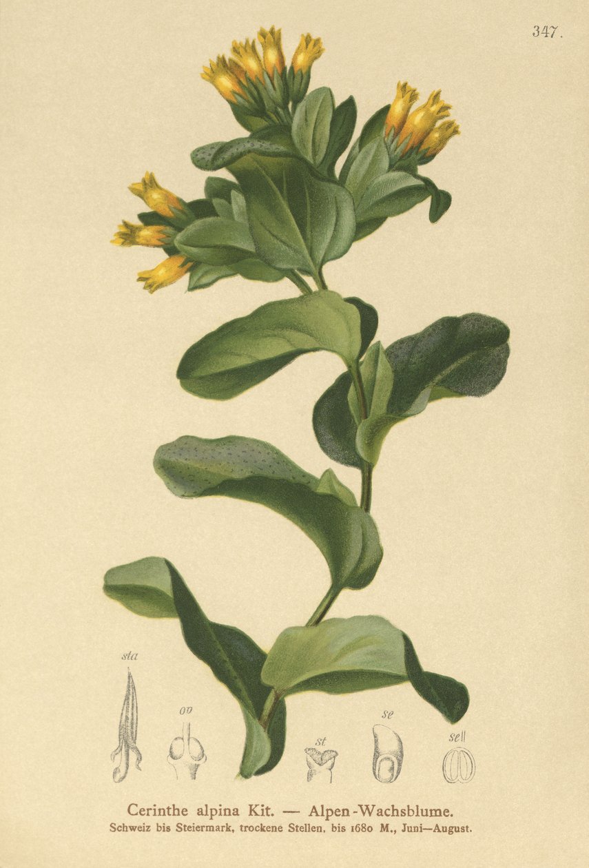 Medovka hladká (Cerinthe alpina, Cerinthe glabra subsp. glabra) od German School