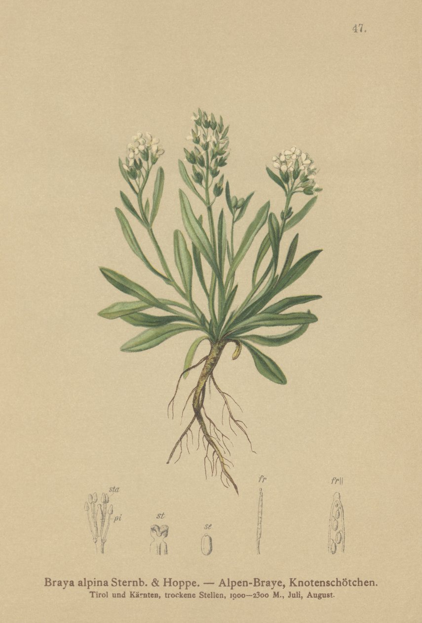 Hladký skalník severní (Braya alpina, Sisymbrium alpinum) od German School