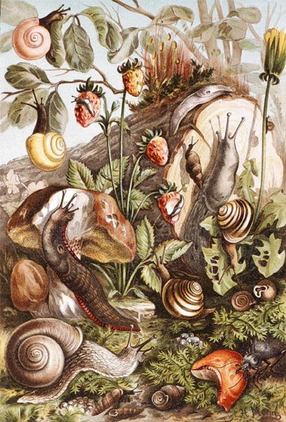 Šneci, deska z "Brehms Tierleben: Allgemeine Kunde des Tierreichs", sv. 10, s. 336, vydal Bibliographisches Institut od German School